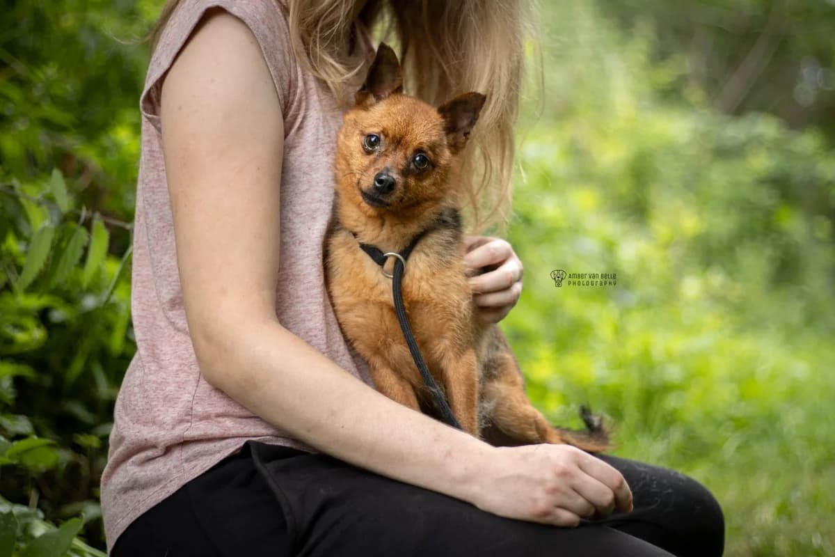 Vino, Geslacht  young mixed breed for adoption at Dierenasiel Sint-Hubertus, Aalst
