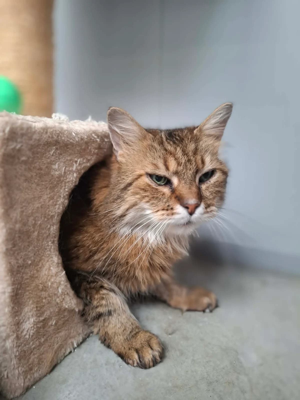 Bowie, Getijgerd male senior European Shorthair for adoption at Dierenasiel Sint-Hubertus, Aalst