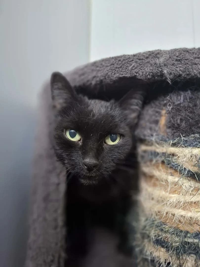 Fanta, Zwart female senior European Shorthair for adoption at Dierenasiel Sint-Hubertus, Aalst