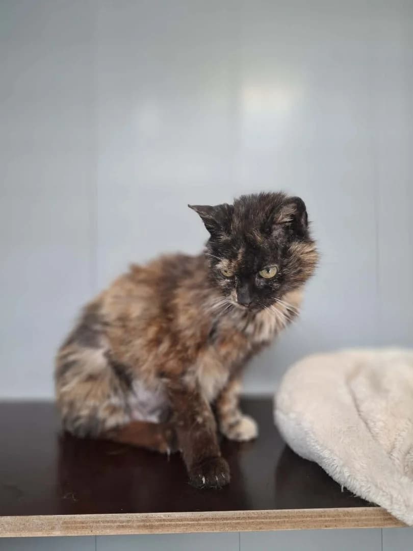 Irene, Geslacht  senior mixed breed for adoption at Dierenasiel Sint-Hubertus, Aalst