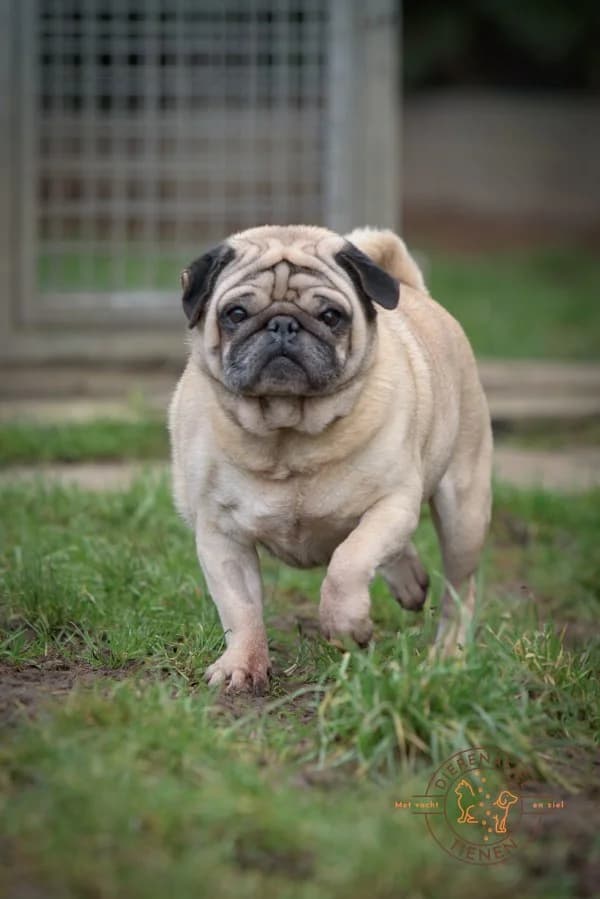 Kenzo, male Pug for adoption at Dierenasiel Tienen — photo 2 of 6