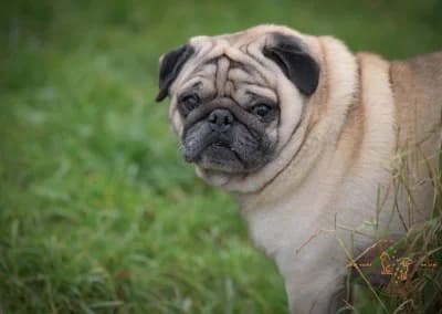 Kenzo, male Pug for adoption at Dierenasiel Tienen — photo 3 of 6