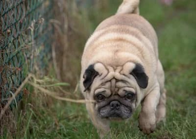 Kenzo, male Pug for adoption at Dierenasiel Tienen — photo 4 of 6