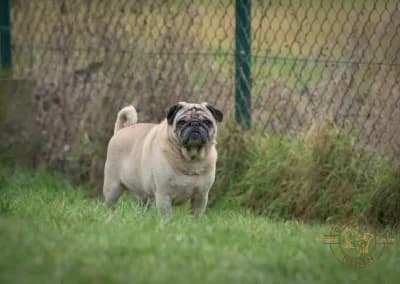 Kenzo, male Pug for adoption at Dierenasiel Tienen — photo 5 of 6