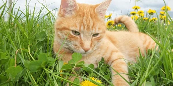 Boerderijkatten,  Mixed Breed for adoption at Dierenasiel Lommel, Lommel