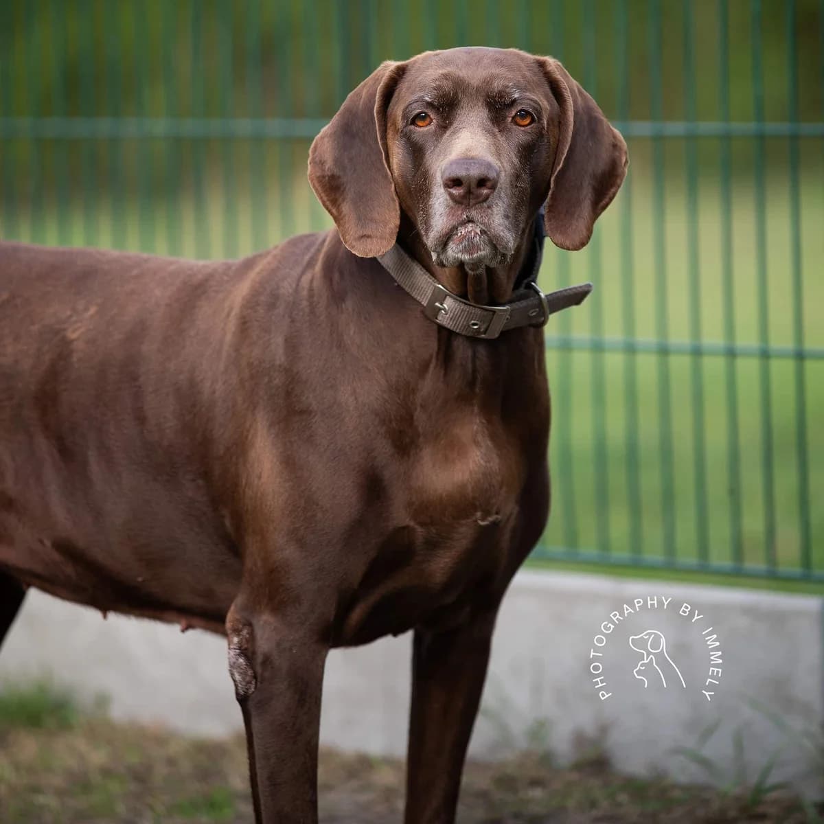 Laika, female German Shorthaired Pointer for adoption at Dierenasiel Lommel, Lommel