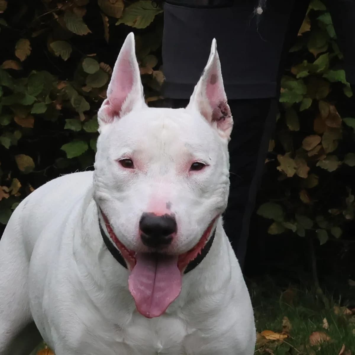 Arco, male Bull Terrier for adoption at Dierenasiel Lommel, Lommel