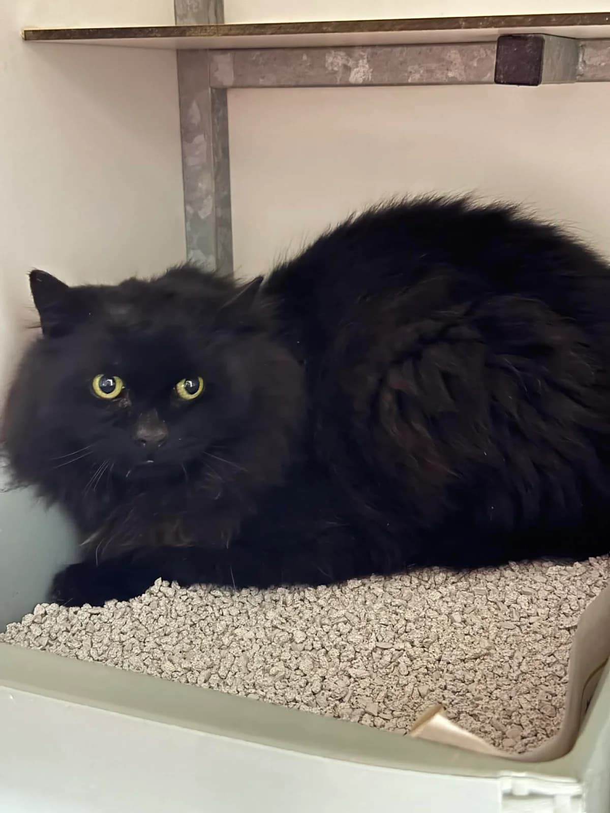 Guppie Fiv+,  Mixed Breed for adoption at Dierenasiel Lommel, Lommel