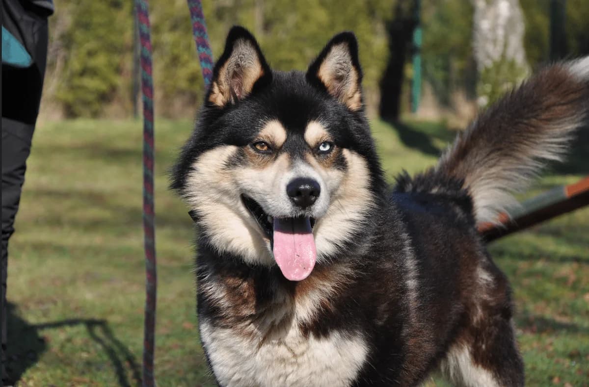 Poyraz, male Husky for adoption at Dierenasiel Lommel, Lommel