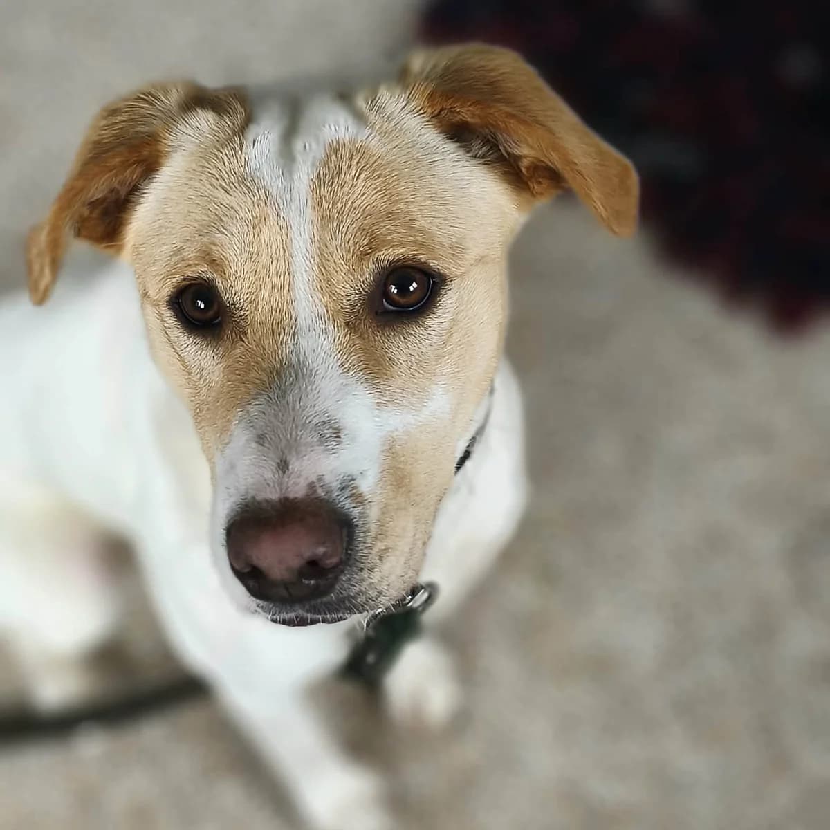 Sabrina, female mixed breed for adoption at Dierenasiel Lommel, Lommel