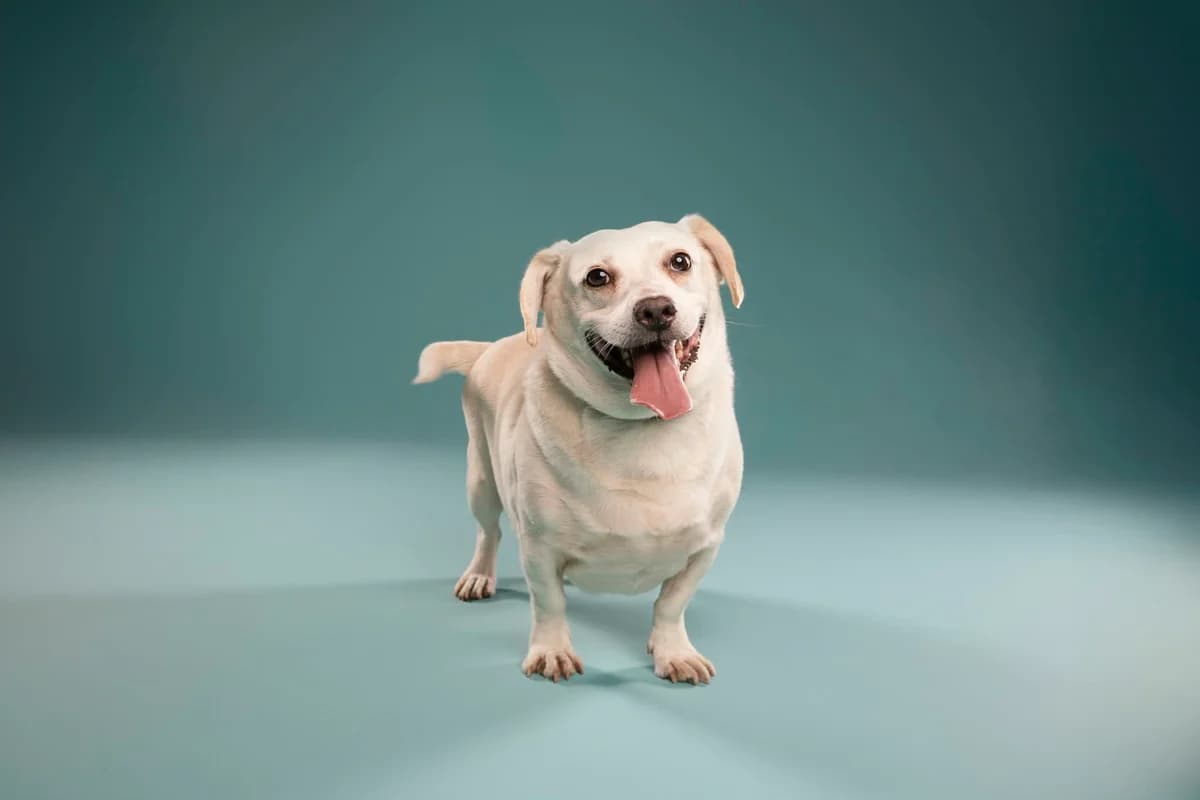 Lu, male mixed breed for adoption at Dierenasiel Lommel, Lommel