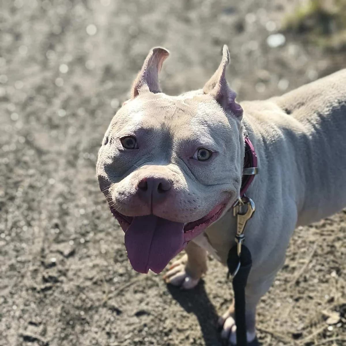 Angel, female American Bully for adoption at Dierenasiel Lommel, Lommel