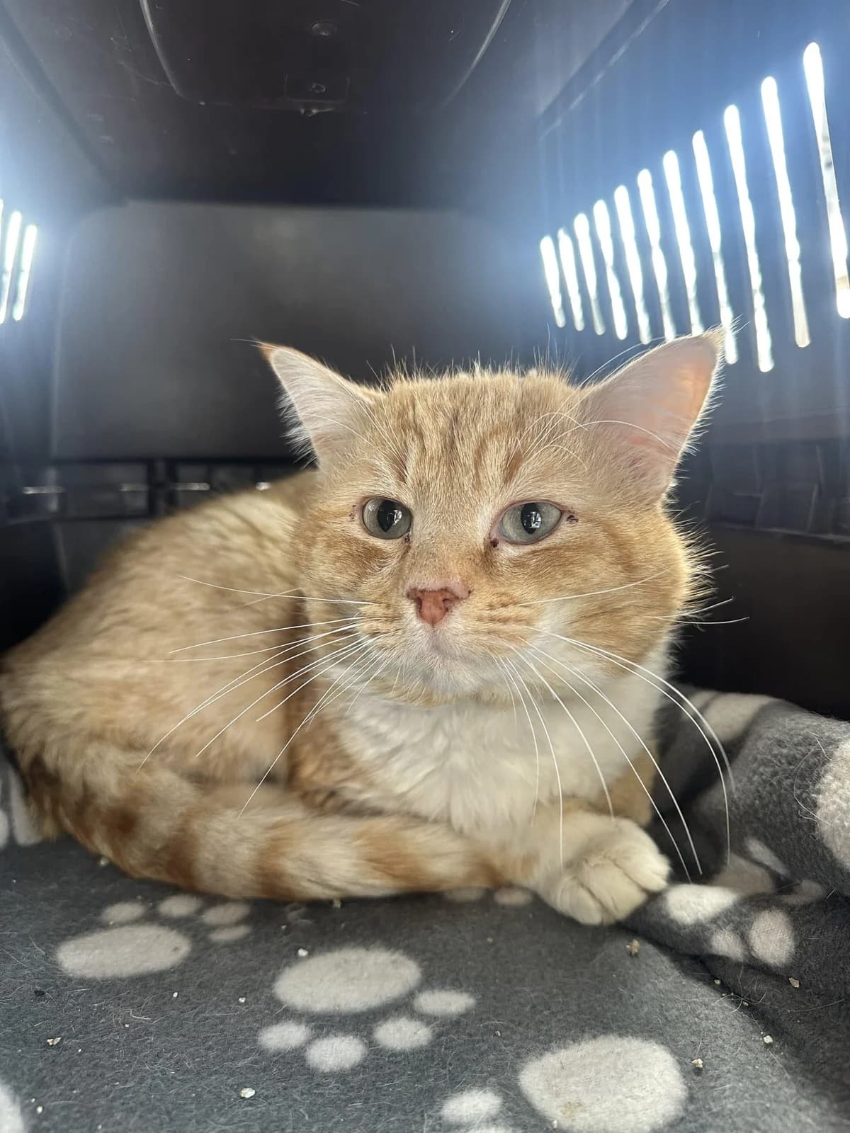 Mick Fiv+,  Mixed Breed for adoption at Dierenasiel Lommel, Lommel