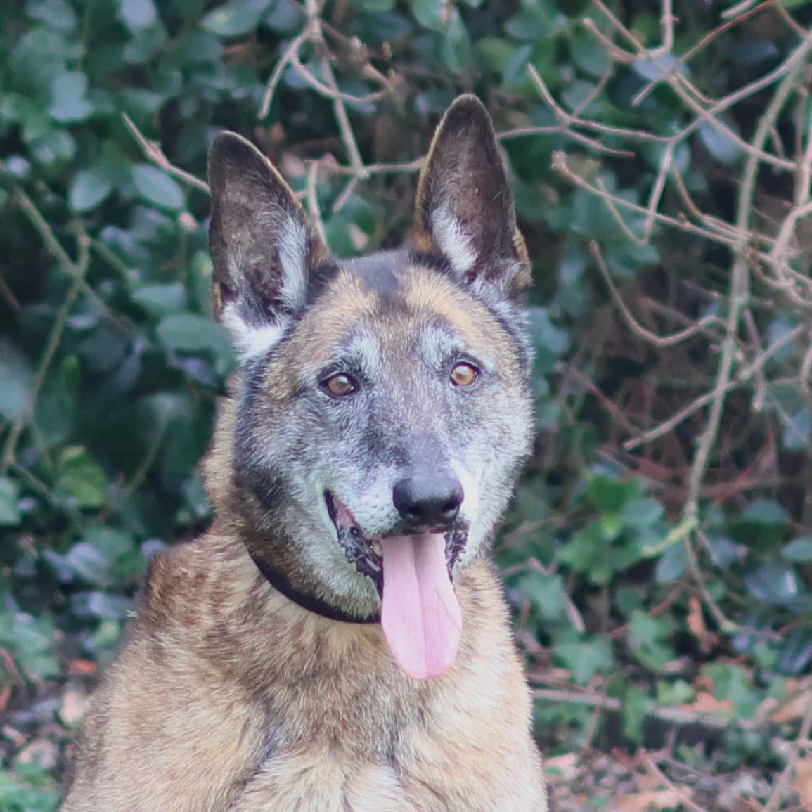 Sam, male mixed breed for adoption at Dierenasiel Lommel, Lommel
