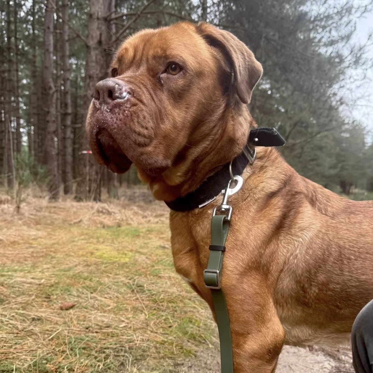 Chanel, female mixed breed for adoption at Dierenasiel Lommel, Lommel