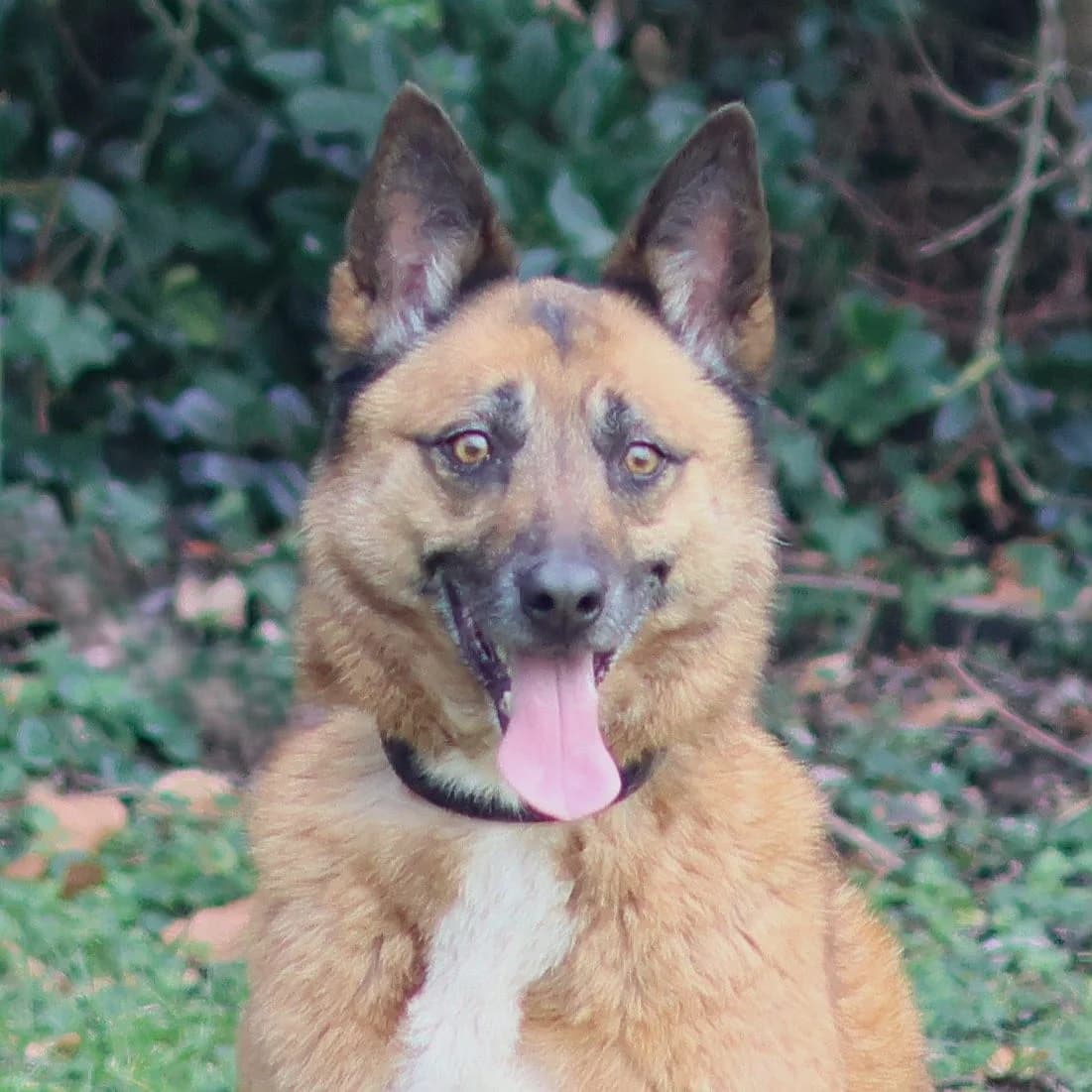 Emmy, female mixed breed for adoption at Dierenasiel Lommel, Lommel