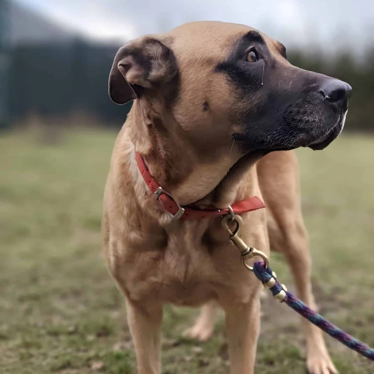 Bella, female mixed breed for adoption at Dierenasiel Lommel, Lommel