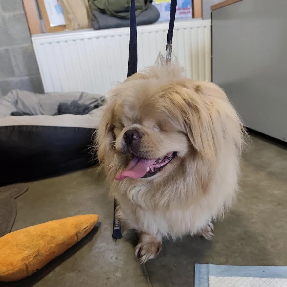 Knüt, male mixed breed for adoption at Dierenasiel Lommel, Lommel