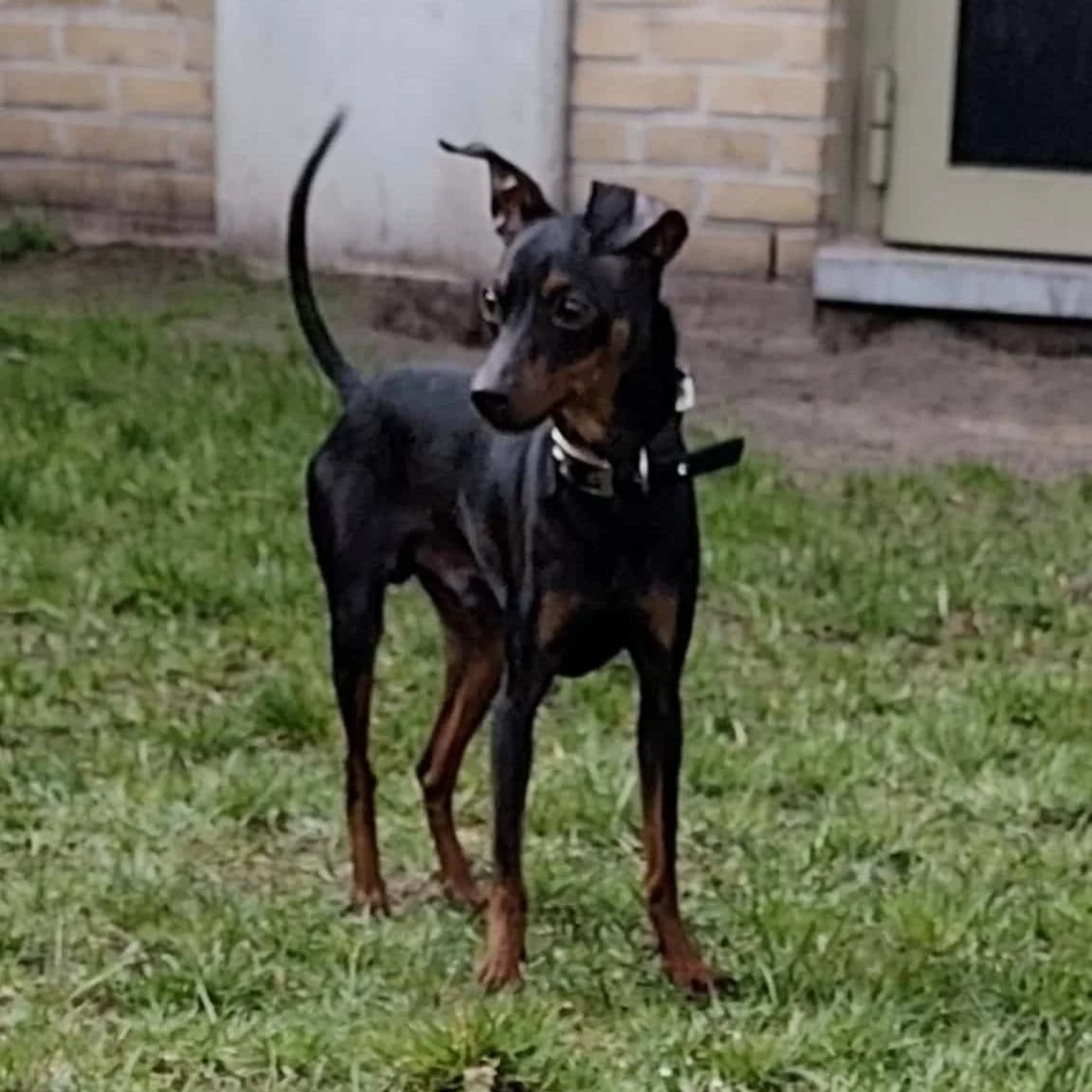 Mattie (Voldoende kandidaten), male mixed breed for adoption at Dierenasiel Lommel, Lommel