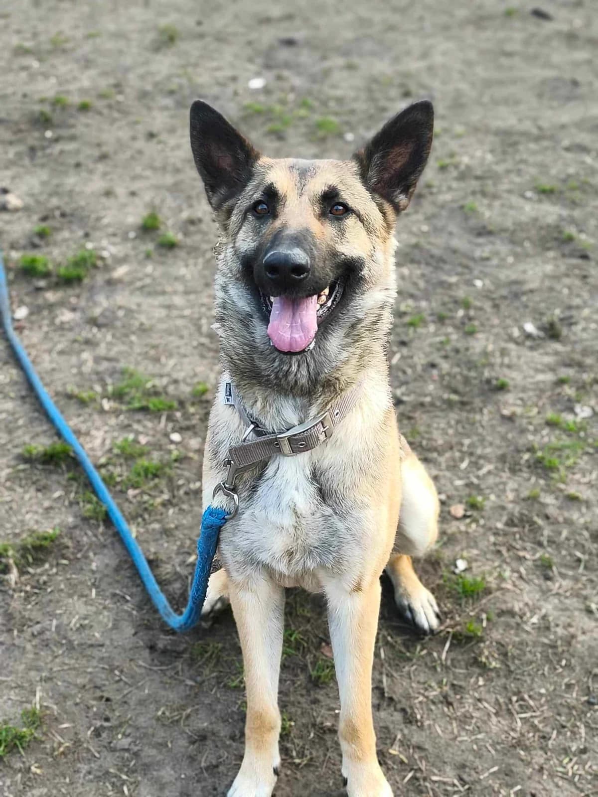 Skipbie, female mixed breed for adoption at Dierenasiel Lommel, Lommel