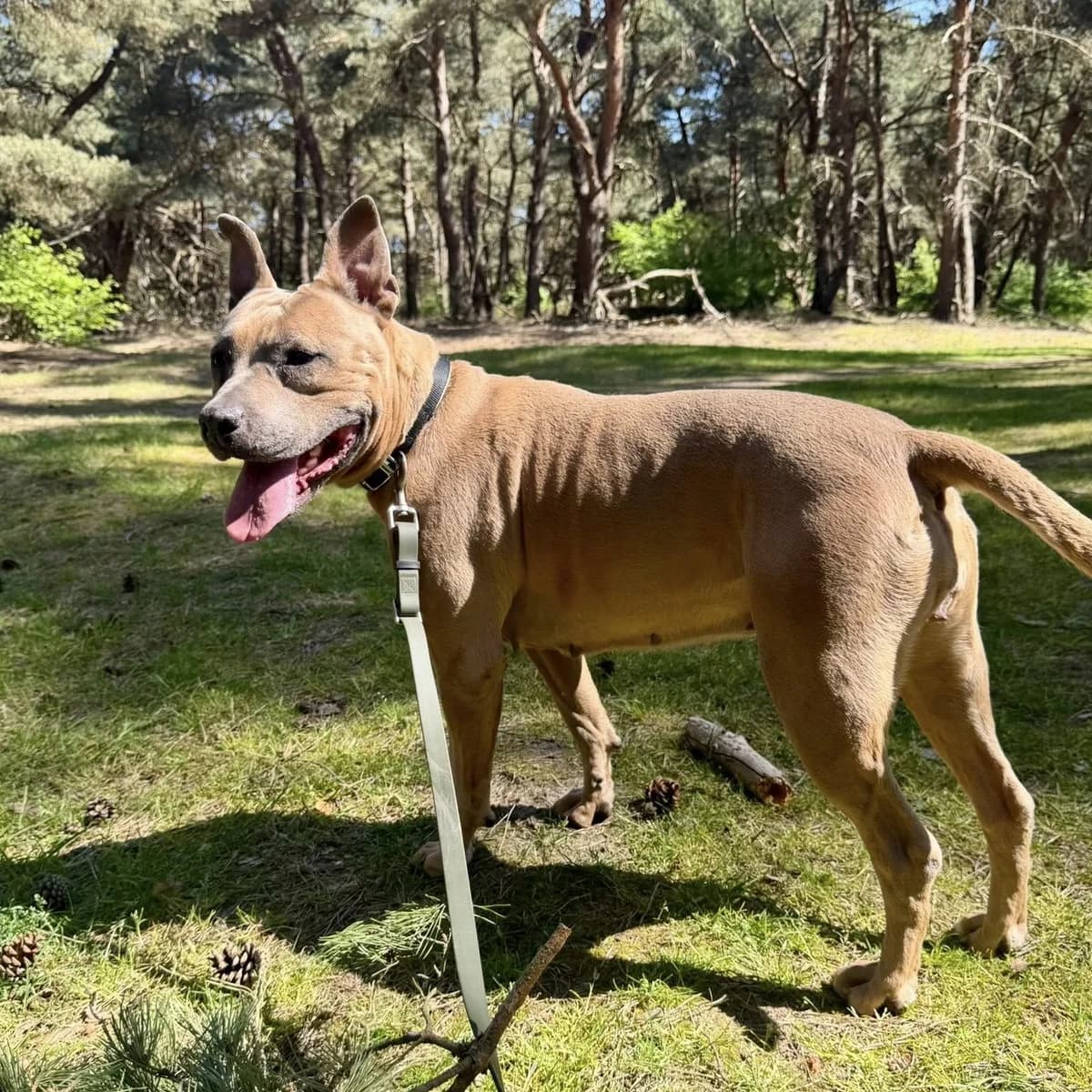 Sena, female mixed breed for adoption at Dierenasiel Lommel, Lommel