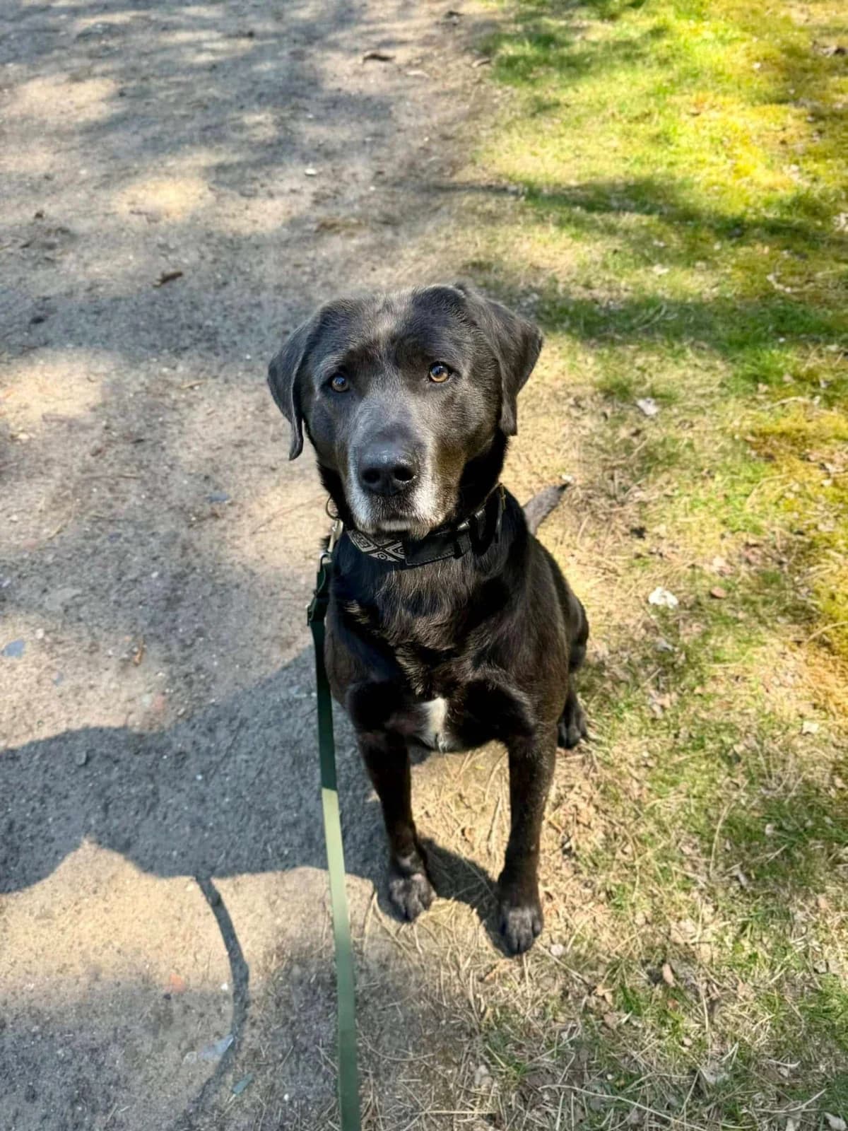 Max, male Labrador Retriever for adoption at Dierenasiel Lommel, Lommel
