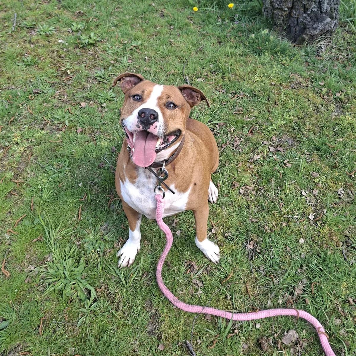 Dj, male mixed breed for adoption at Dierenasiel Lommel, Lommel