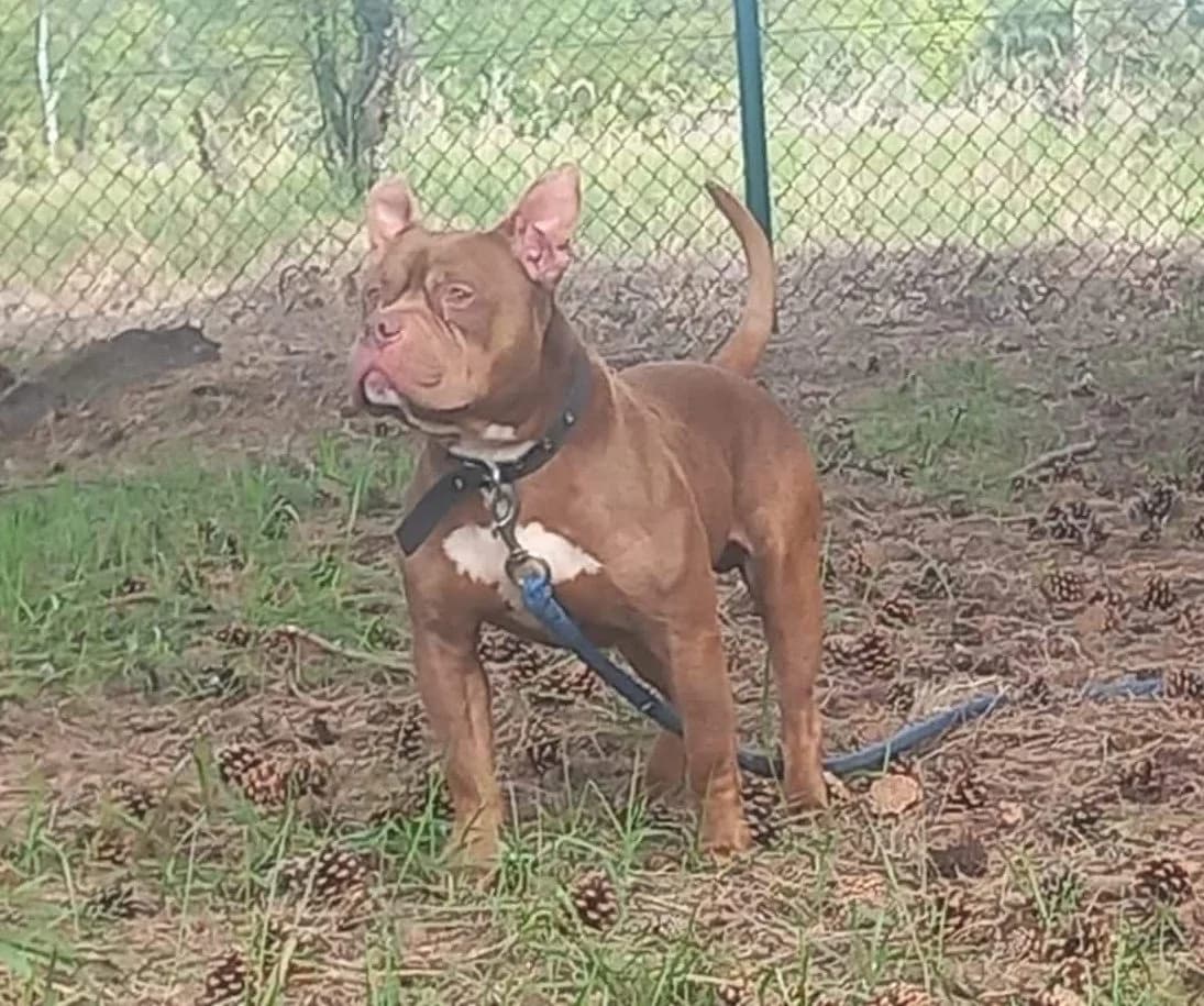 Tyson, male American Bully for adoption at Dierenasiel Lommel, Lommel