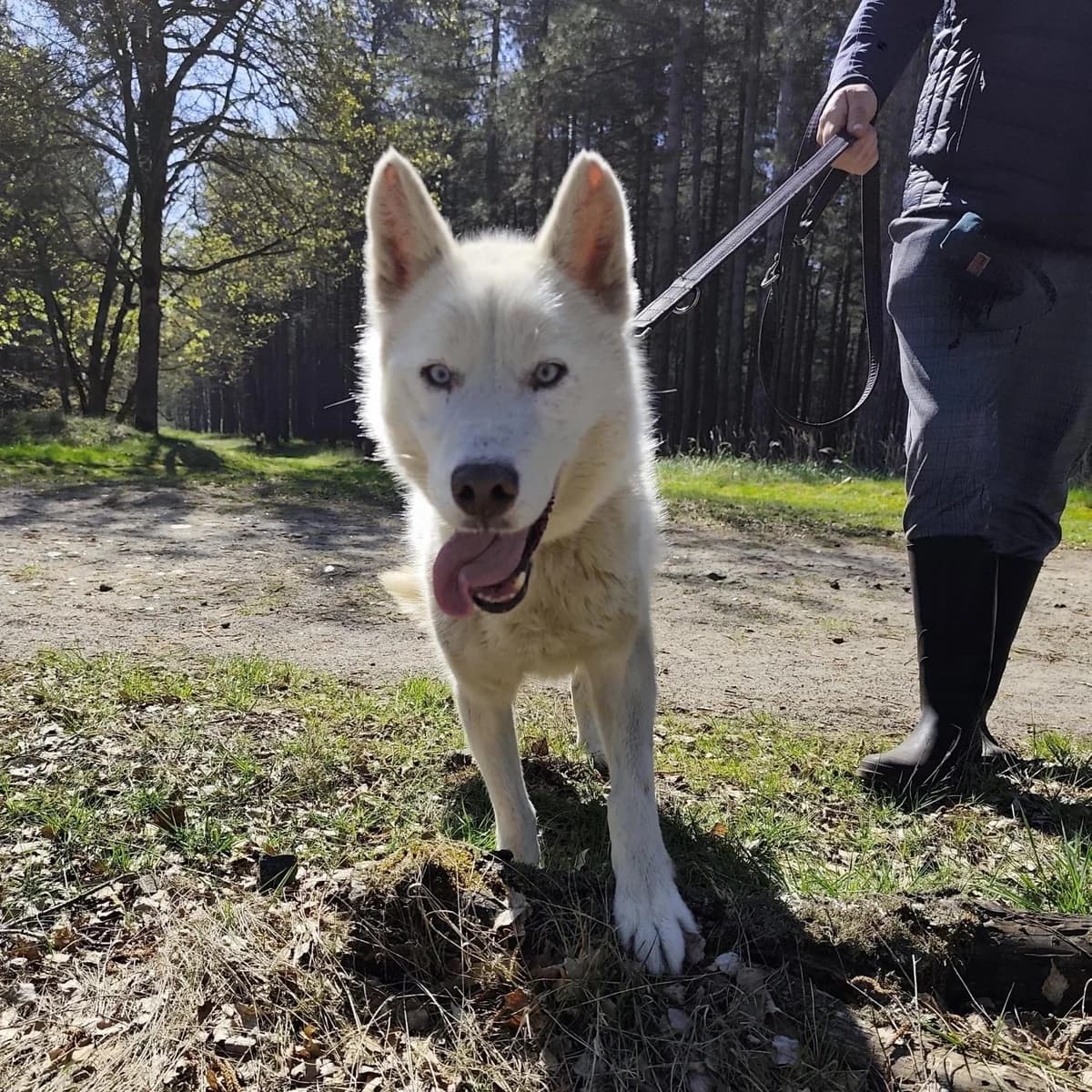Sky (Duo adoptie met Kyra), male Husky for adoption at Dierenasiel Lommel, Lommel