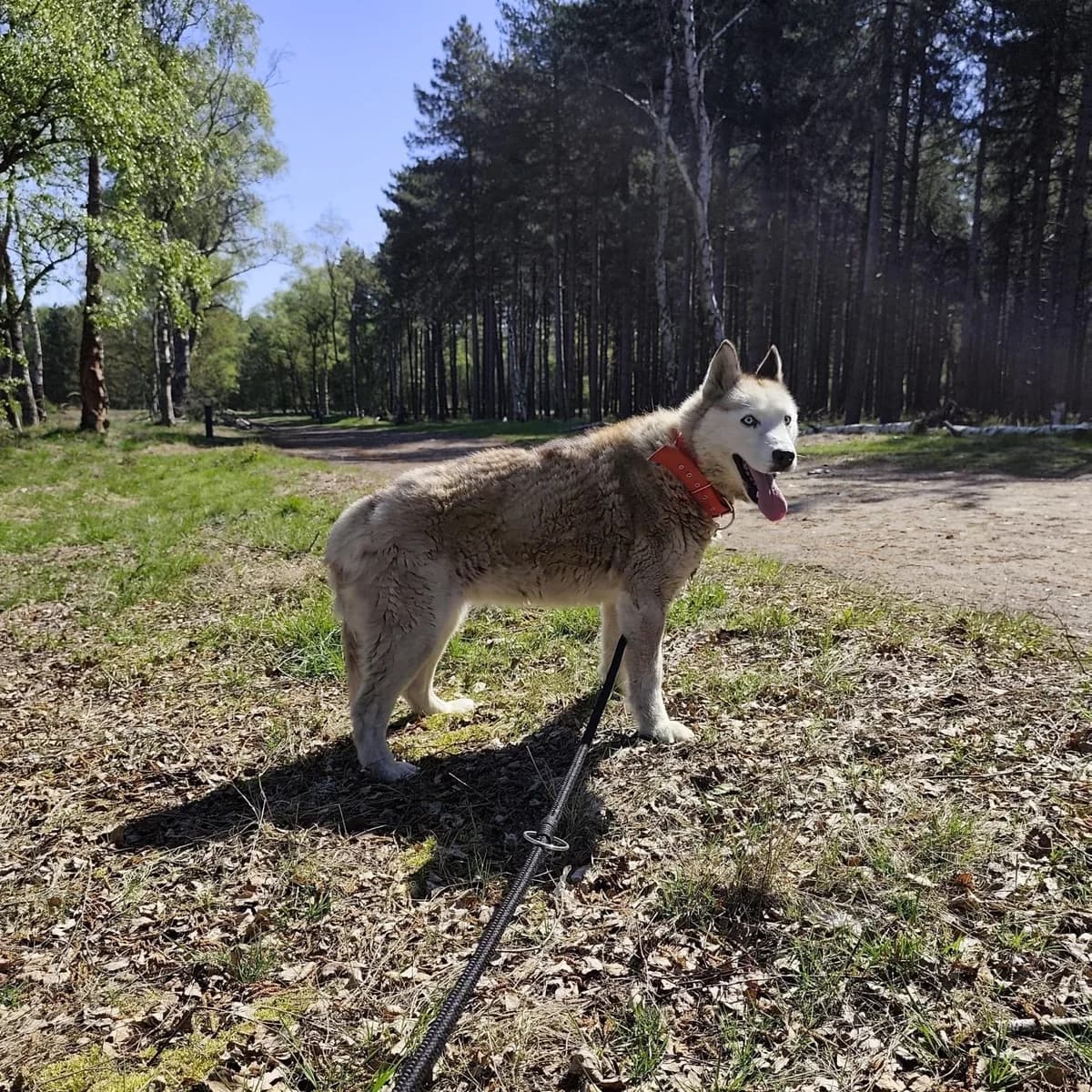 Kyra (Duo adoptie met Sky), female Husky for adoption at Dierenasiel Lommel, Lommel