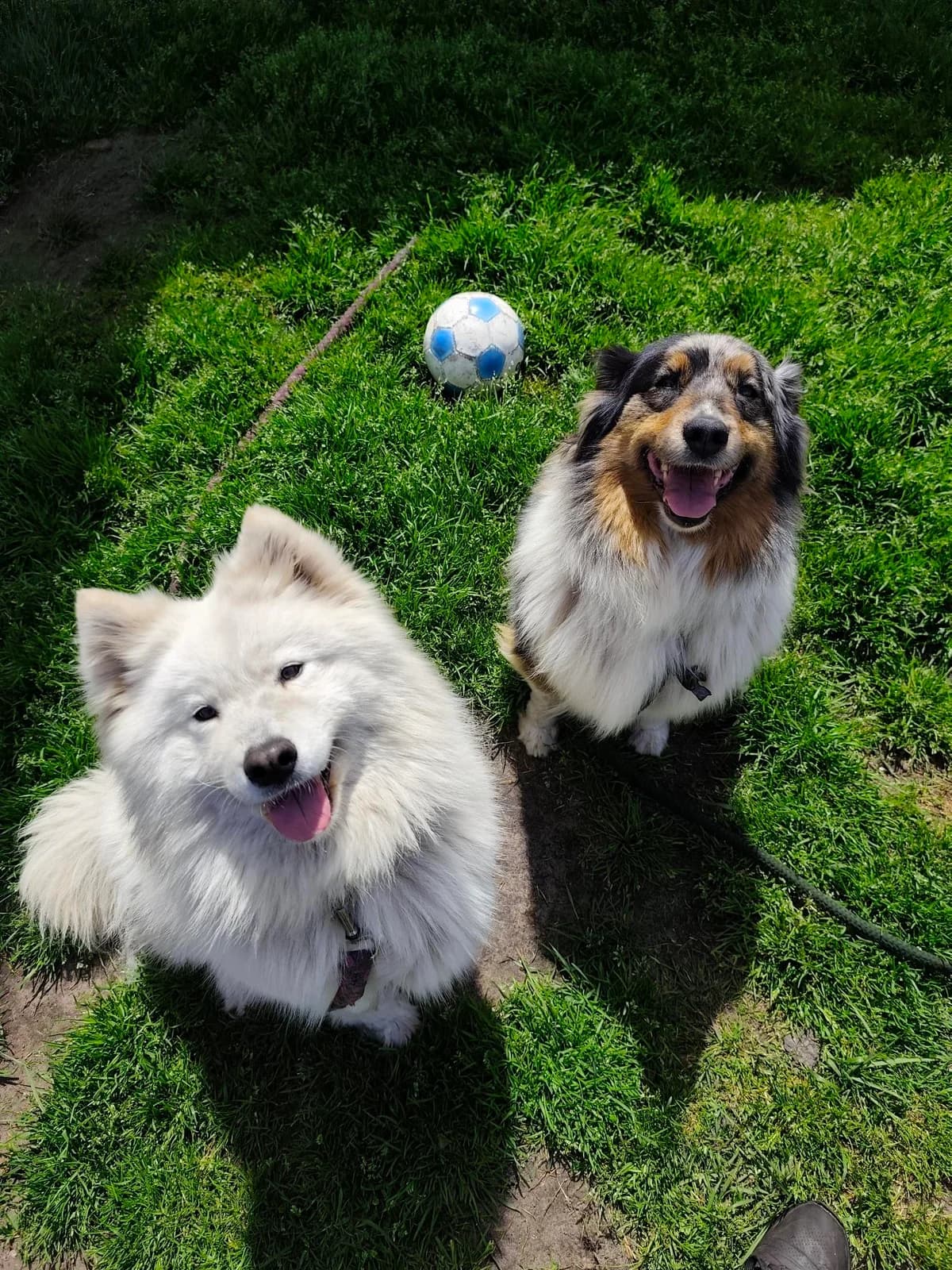 Duo adoptie: Ida en Alba, female mixed breed for adoption at Dierenasiel Lommel, Lommel