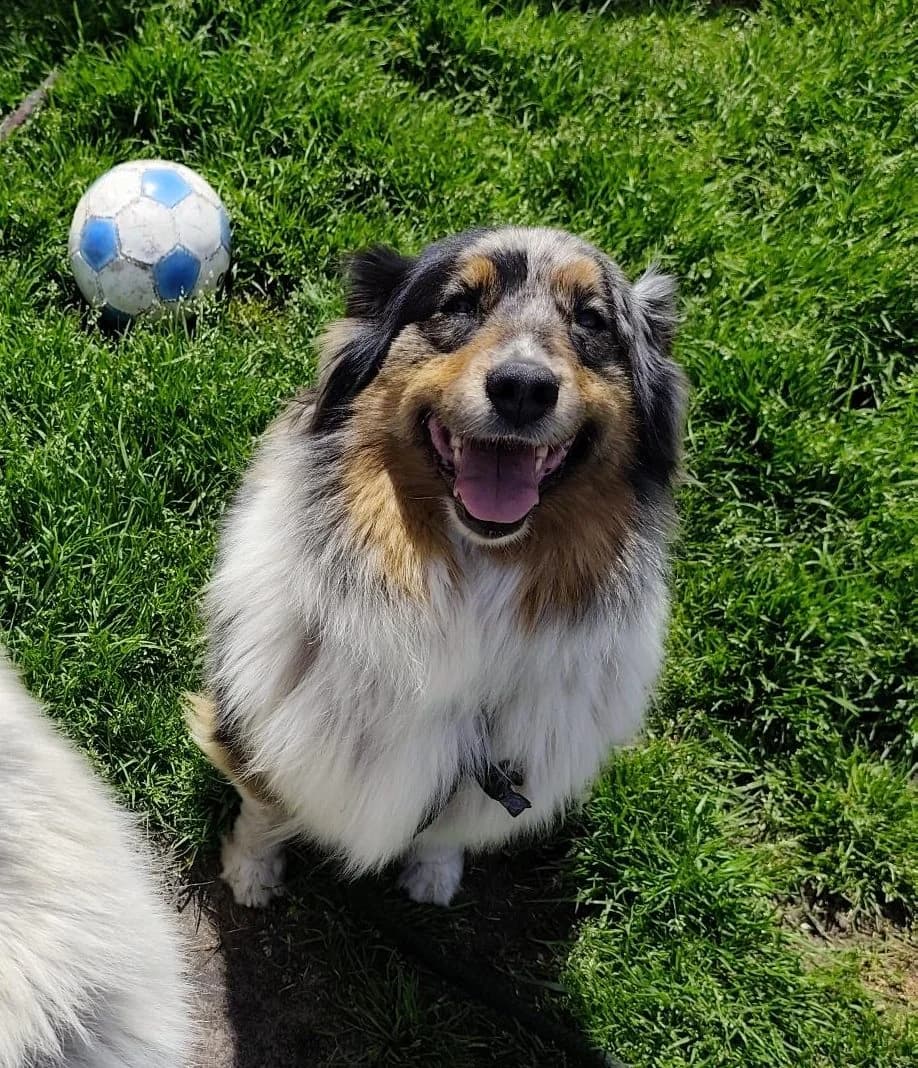 Ida, female mixed breed for adoption at Dierenasiel Lommel, Lommel