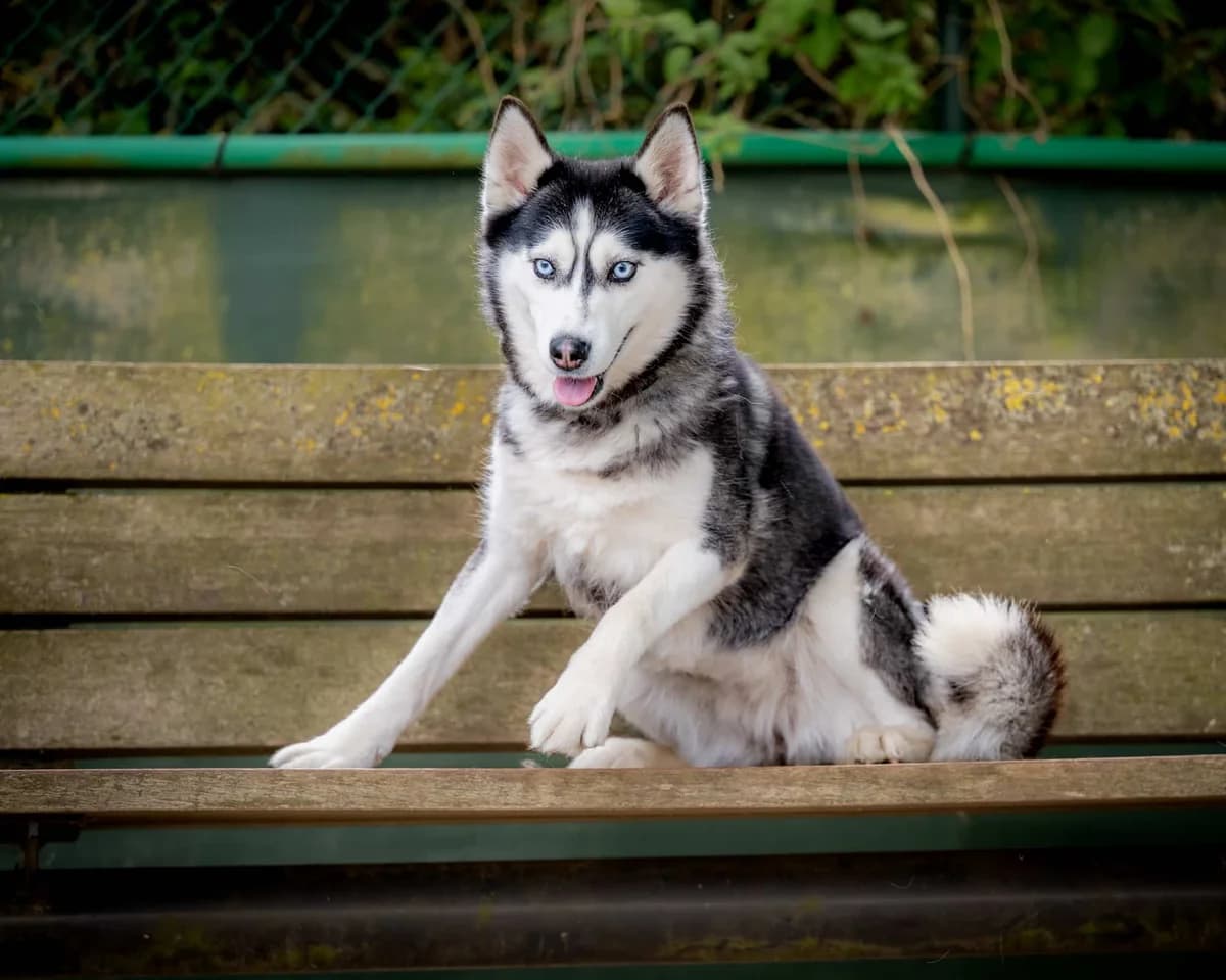 Angel, female American Bully for adoption at Dierenasiel Lommel, Lommel