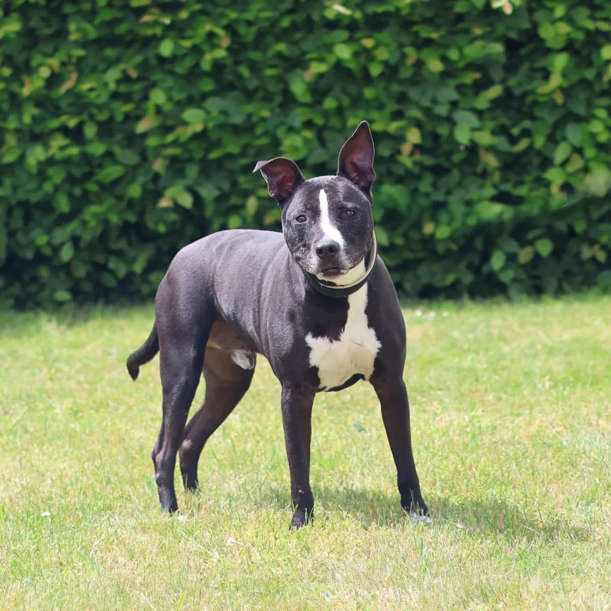 Chico, male mixed breed for adoption at Dierenasiel Lommel, Lommel
