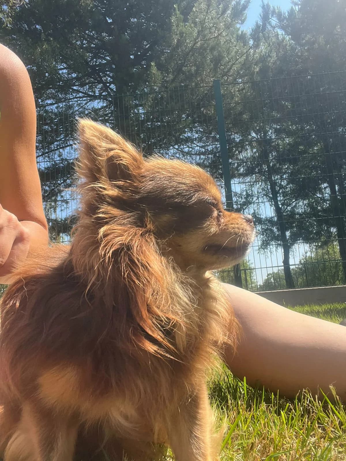 Choco (Voldoende kandidaten), male Chihuahua for adoption at Dierenasiel Lommel, Lommel