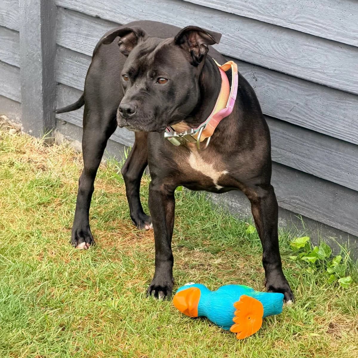 Abby, female mixed breed for adoption at Dierenasiel Lommel, Lommel