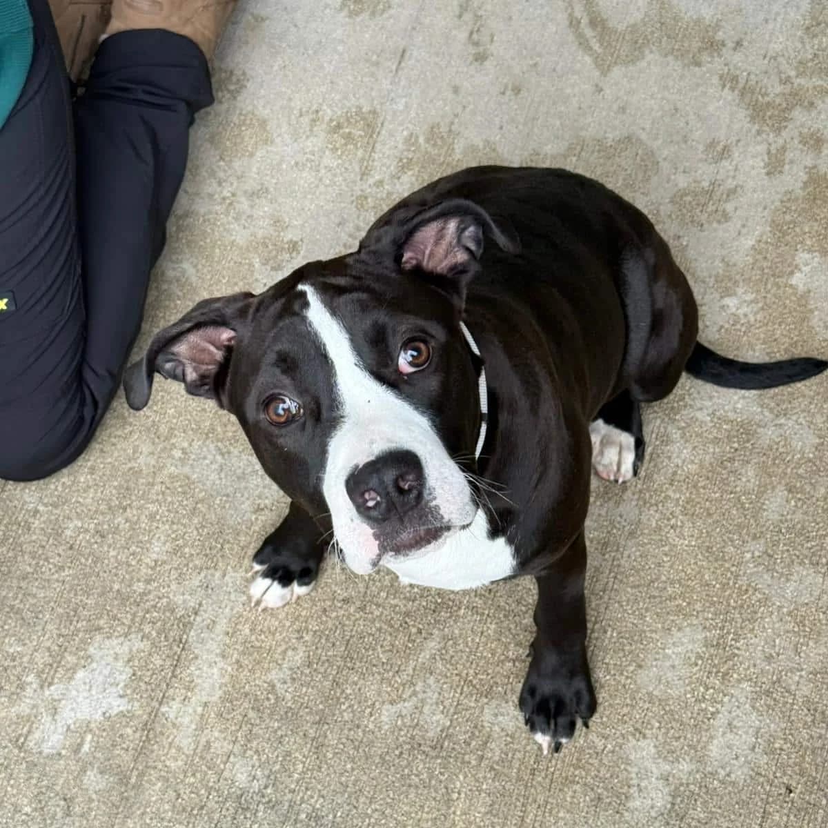 Droopy, female mixed breed for adoption at Dierenasiel Lommel, Lommel