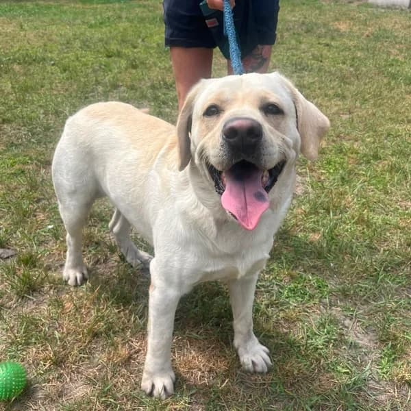 Sasha, male Labrador Retriever for adoption at Dierenasiel Lommel, Lommel