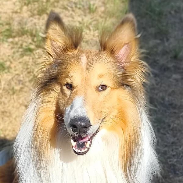 Whiskey (& Lucy), male Collie for adoption at Dierenasiel Lommel, Lommel