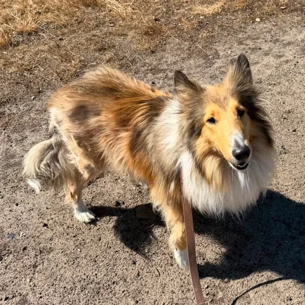 Lucy (& Whiskey), female Collie for adoption at Dierenasiel Lommel, Lommel