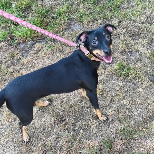 Lilly, female mixed breed for adoption at Dierenasiel Lommel, Lommel