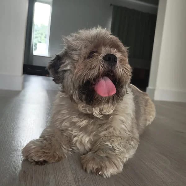 Aiko, male Shih Tzu for adoption at Dierenasiel Lommel, Lommel