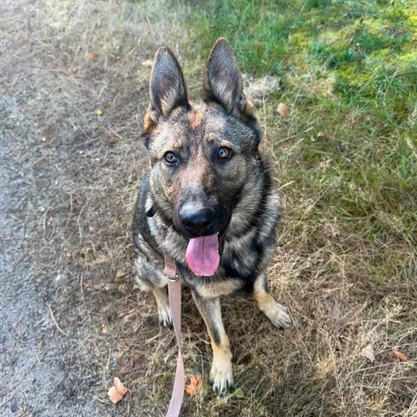 Cassy, female mixed breed for adoption at Dierenasiel Lommel, Lommel