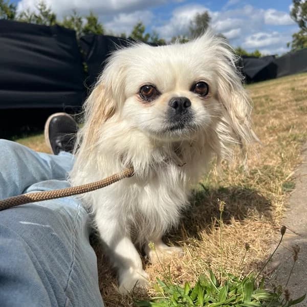 Mila,  (Dierenasiel Lommel)