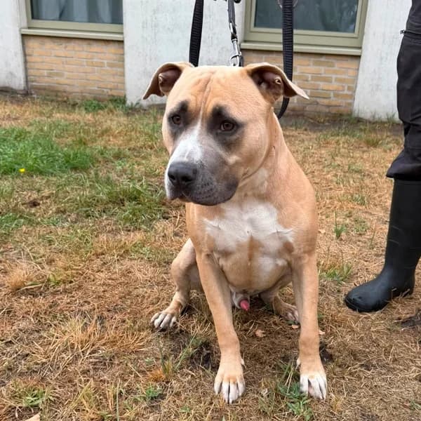 Rocky, male mixed breed for adoption at Dierenasiel Lommel, Lommel