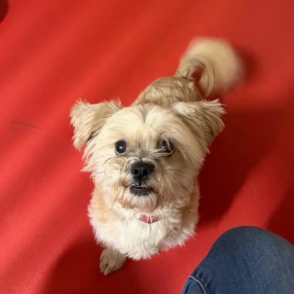 Geadopteerd – Bailey, male mixed breed for adoption at Dierenasiel Lommel, Lommel
