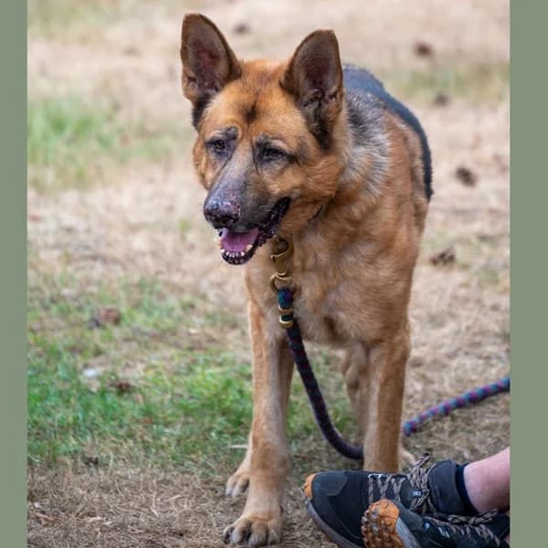 Buddy, male mixed breed for adoption at Dierenasiel Lommel, Lommel