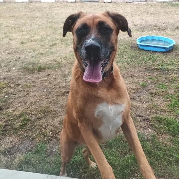 Geadopteerd – Nala, female mixed breed for adoption at Dierenasiel Lommel, Lommel