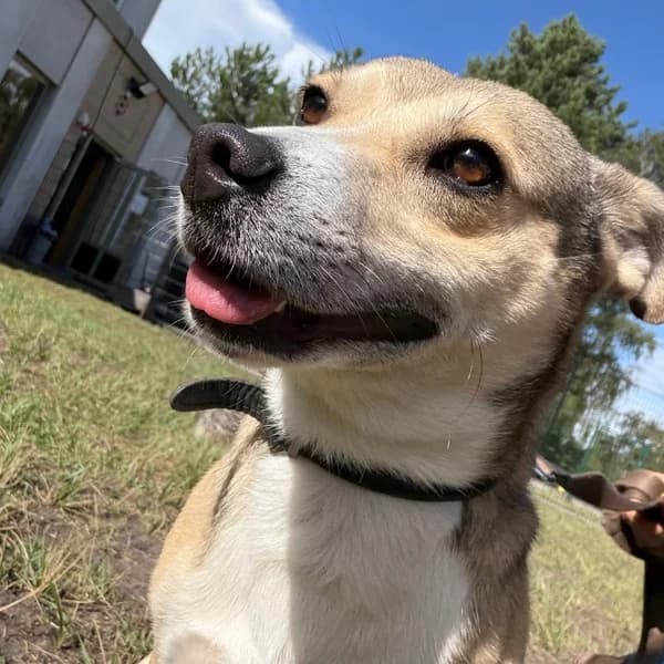 Mika, male mixed breed for adoption at Dierenasiel Lommel, Lommel