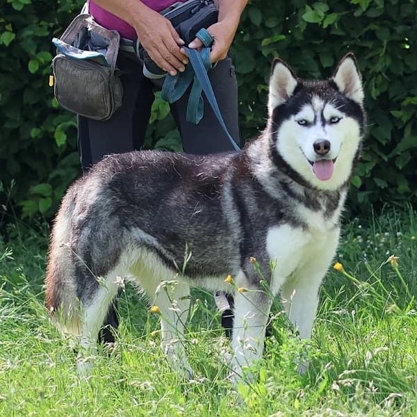 Angel, female Husky for adoption at Dierenasiel Lommel, Lommel